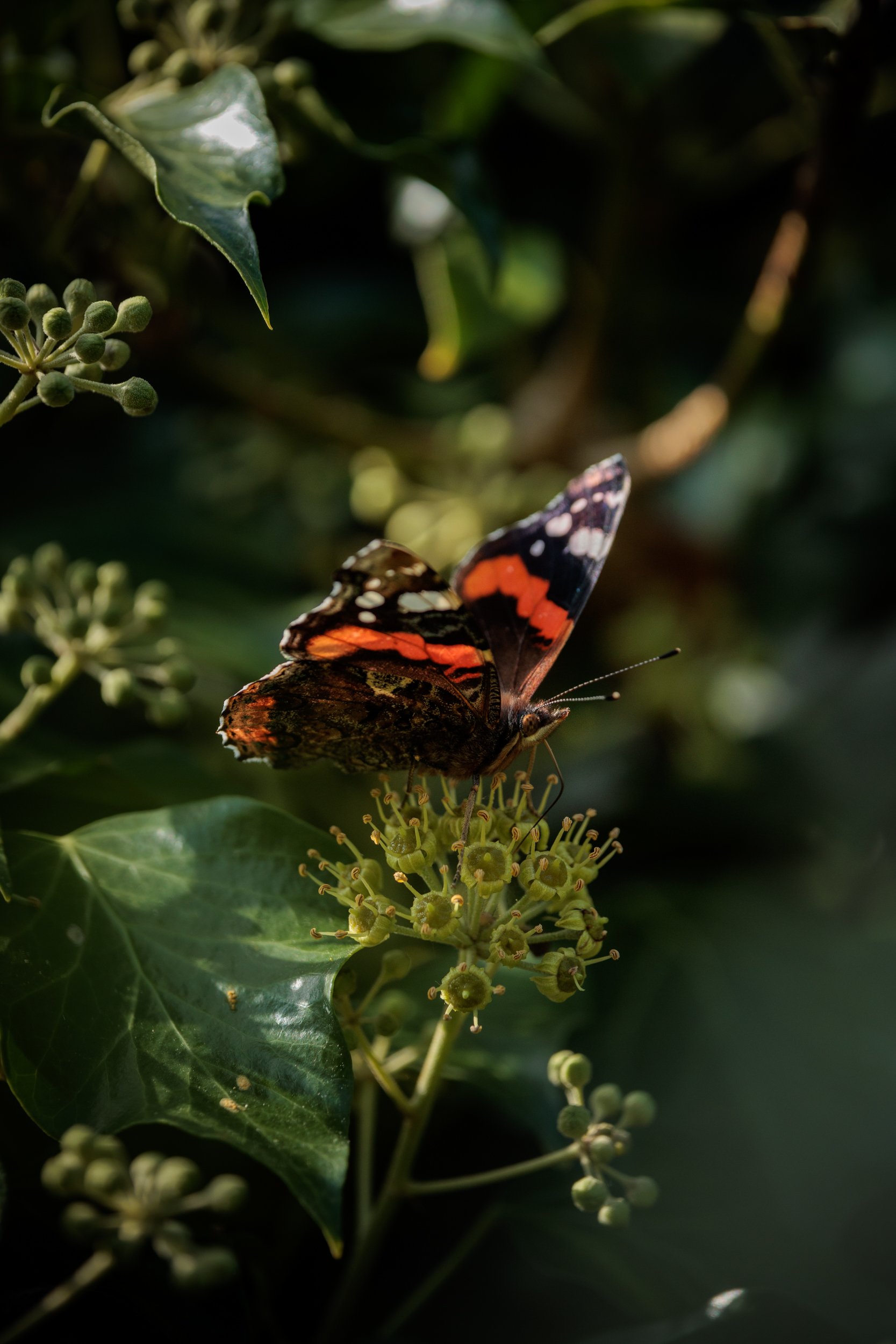 AdmiralsAndBee-10.jpg