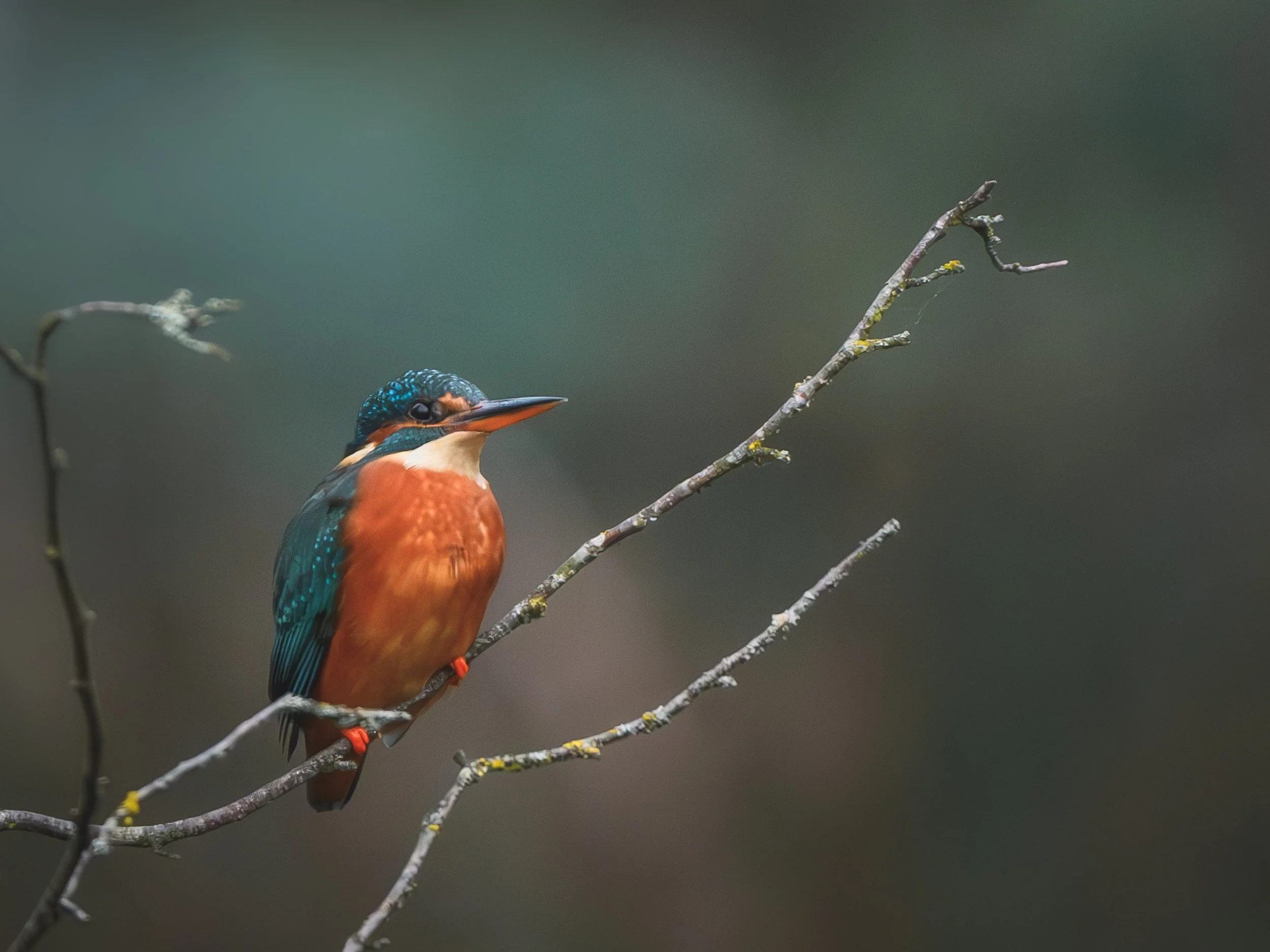 Finding and Photographing Kingfishers