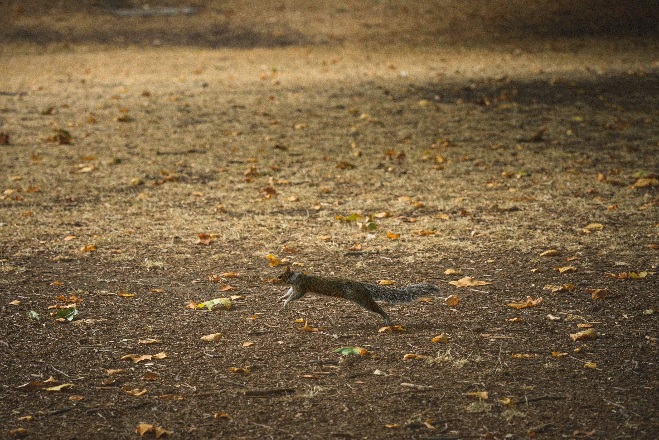 Squirrel on the run
