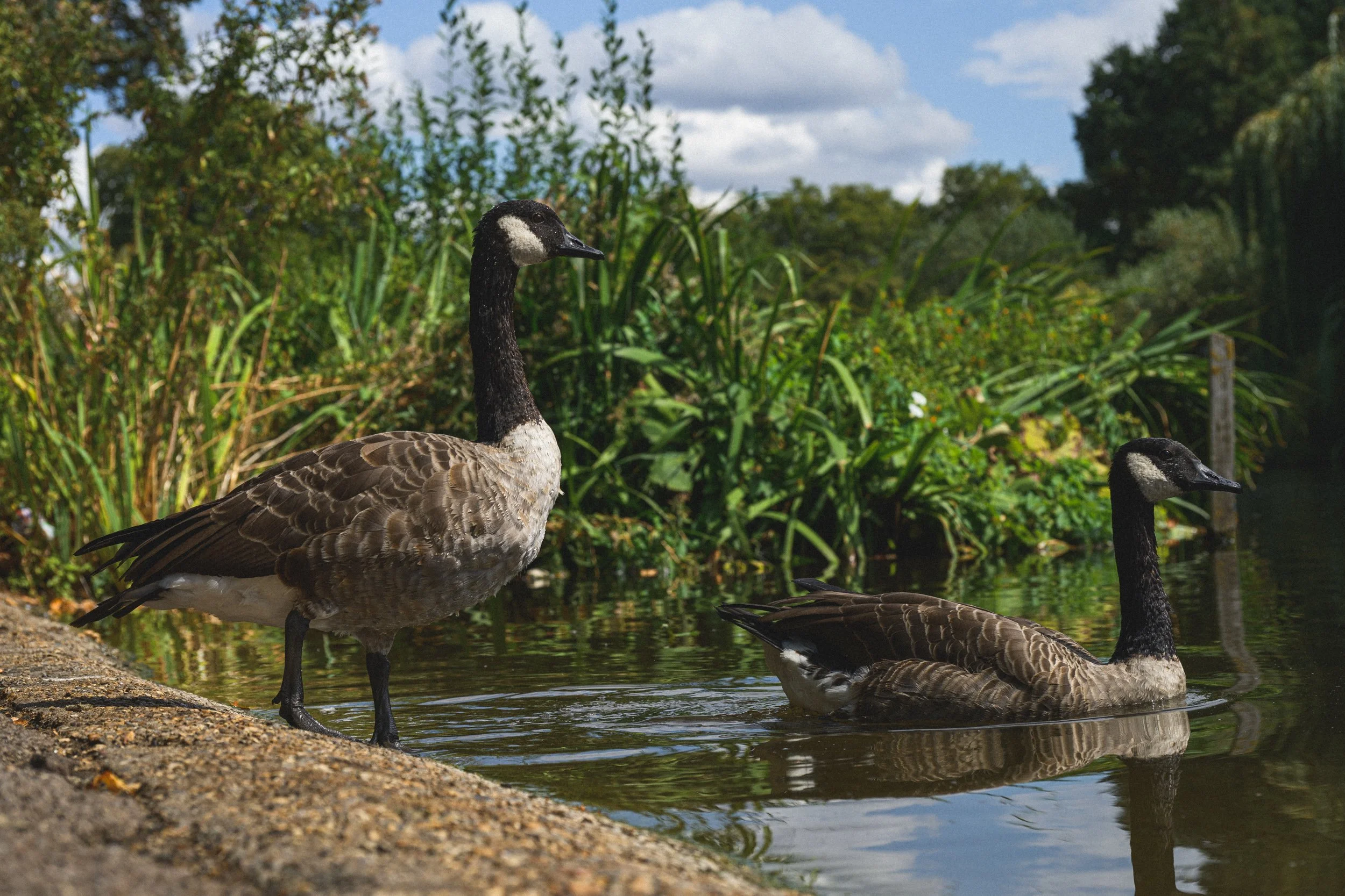 Two geese