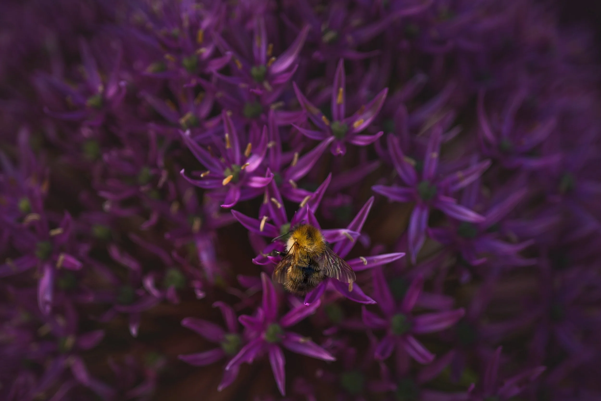 Bee on a purple allium
