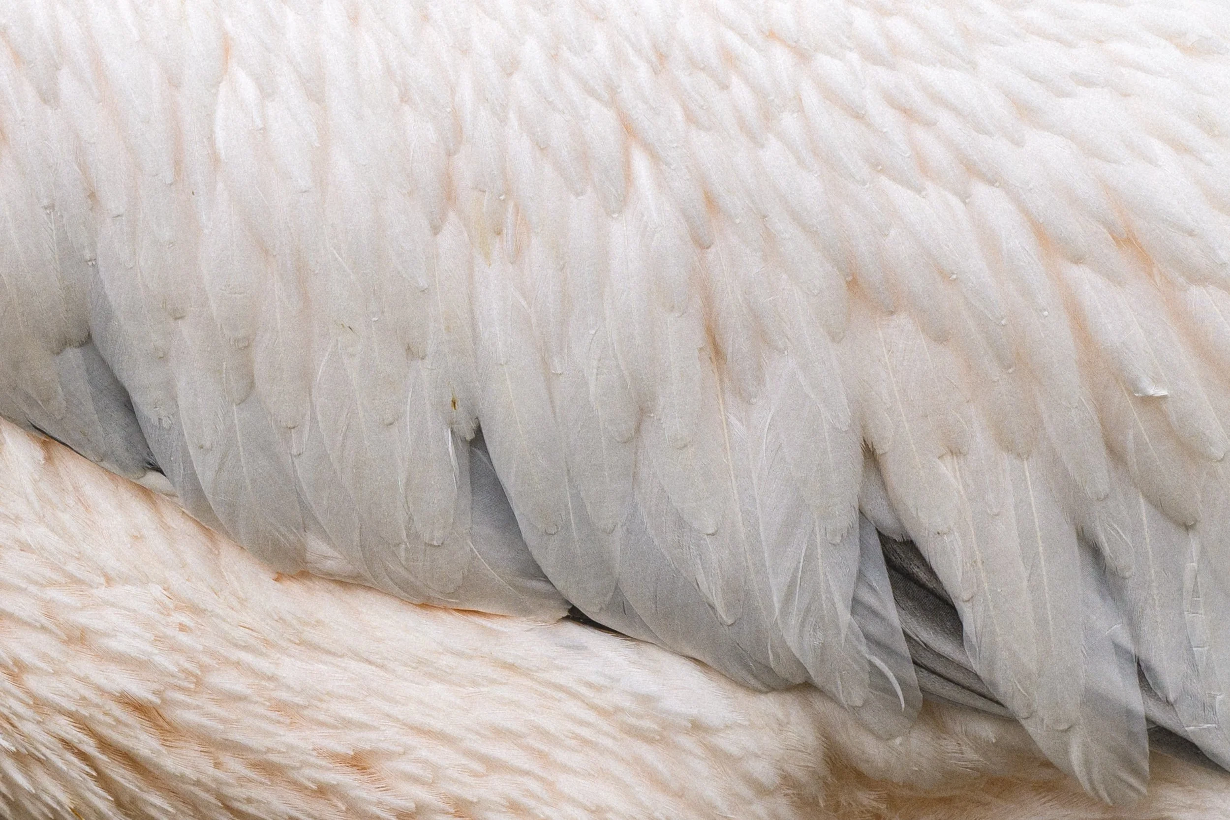 The feathers of a pelican