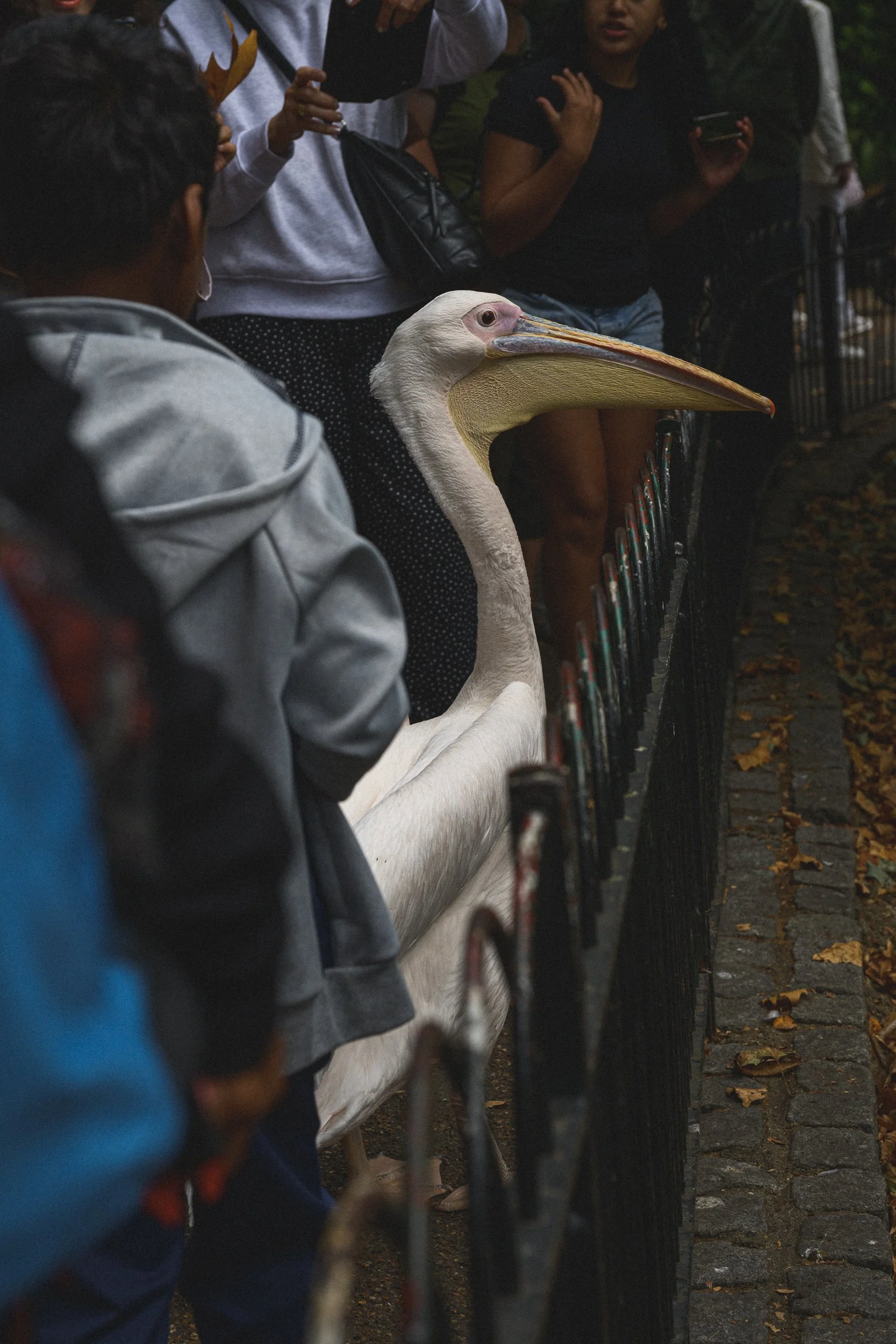 A pelican in St James's Park in London being observed by tourists