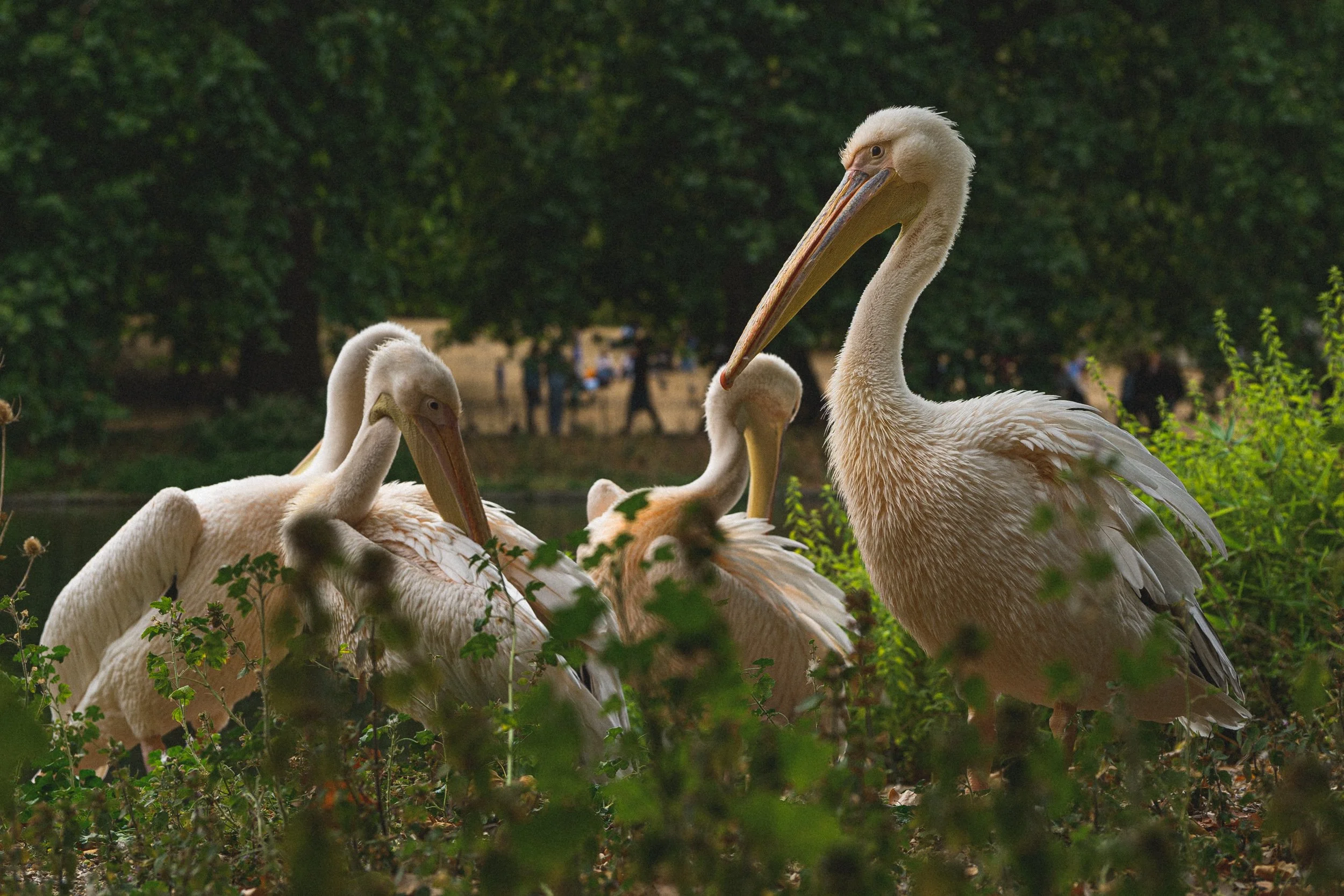 Pelicans taking a test in St James's Park in London