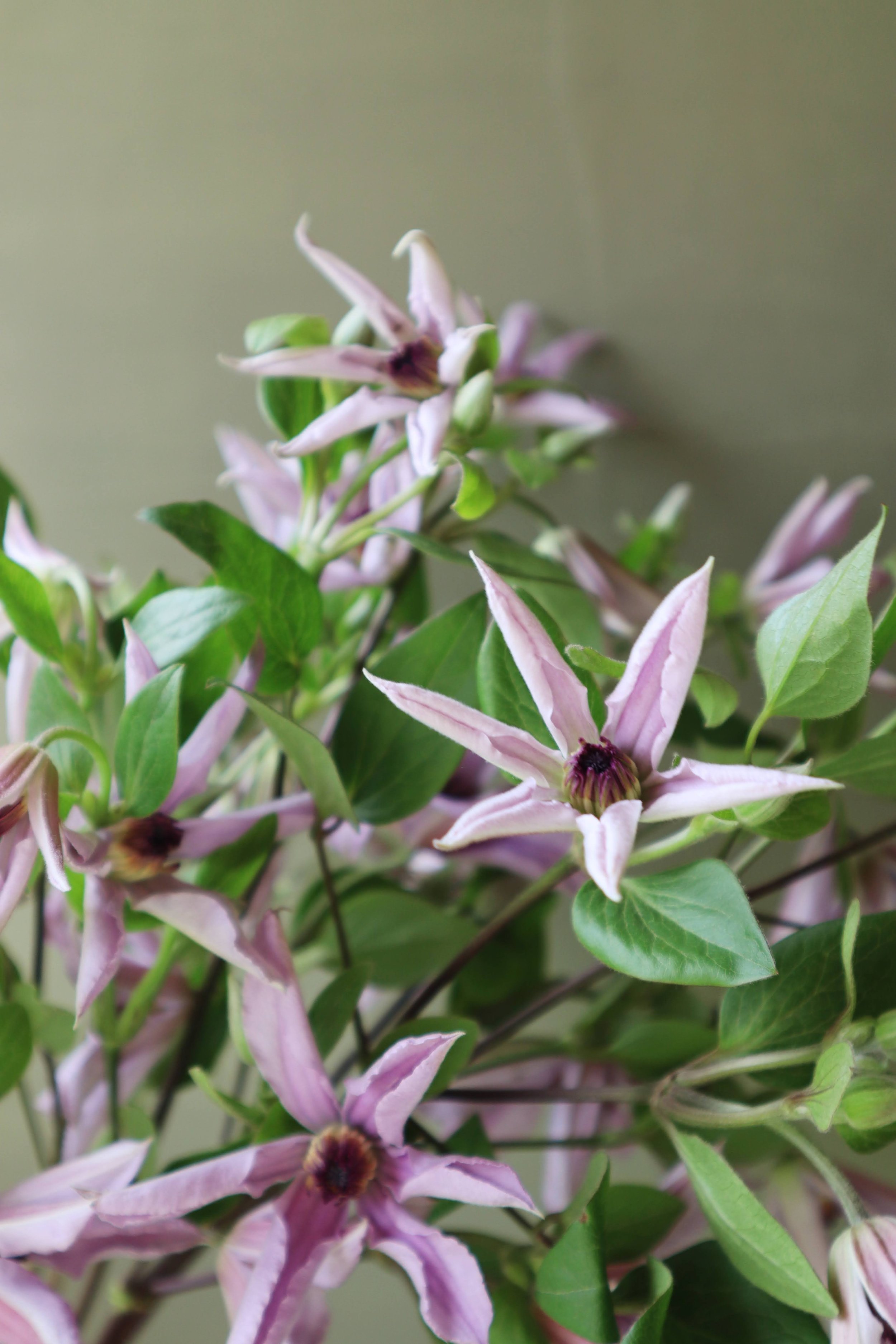 AfterlightImage (13).jpeg