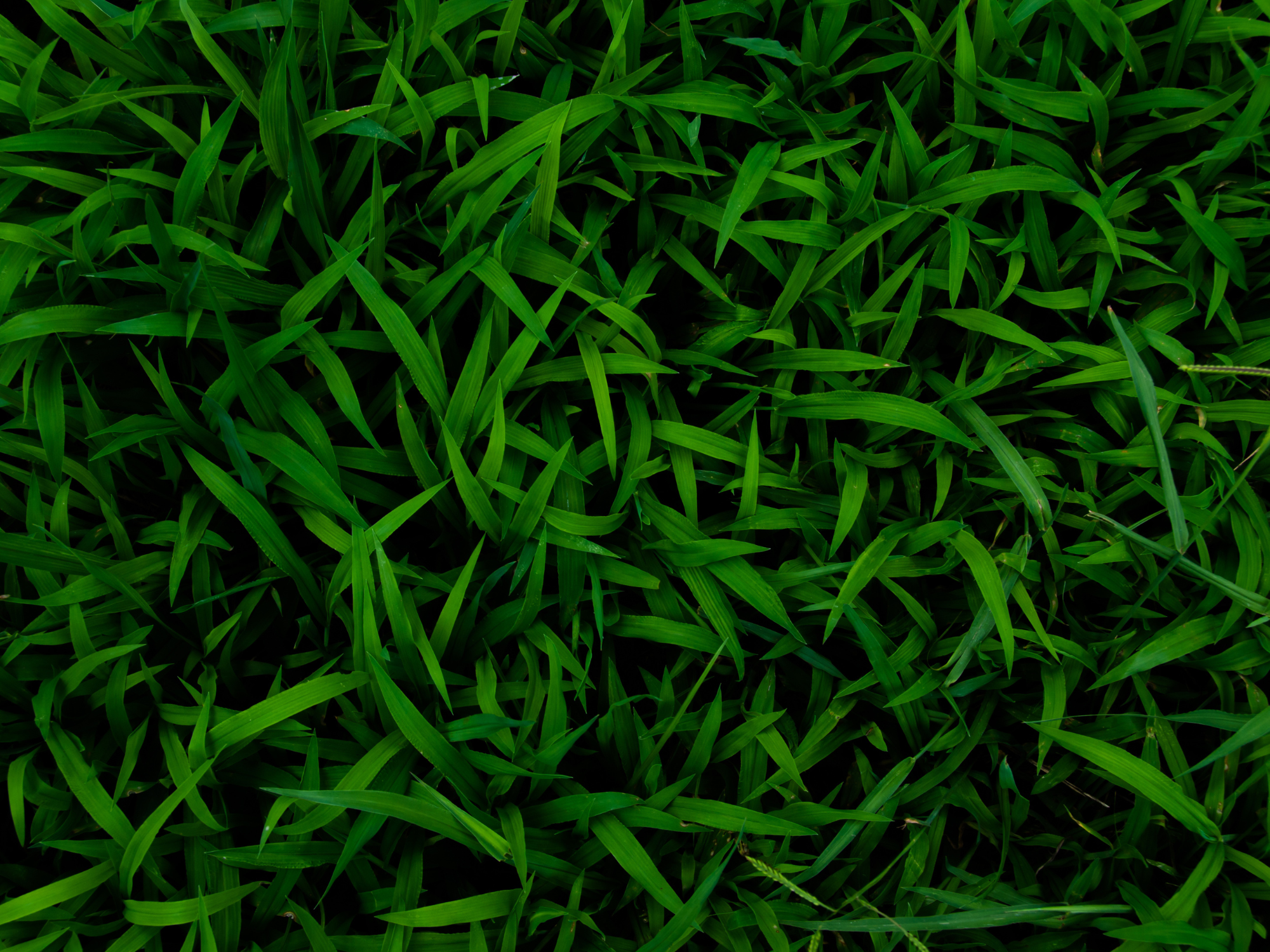 Byron Bay Tallow_Grass_Image_Homepage.png
