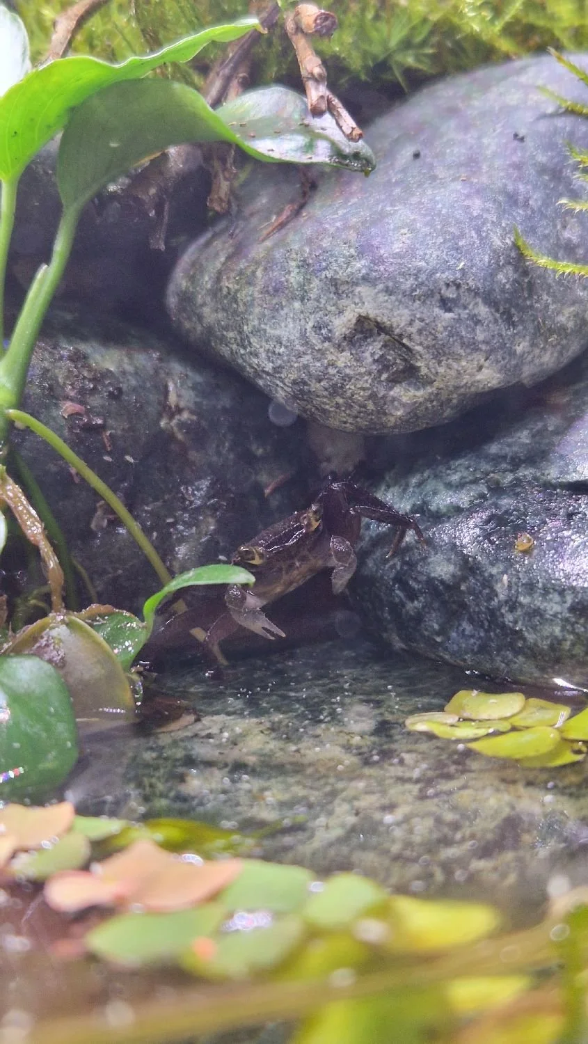 purple haze vampire crab tank