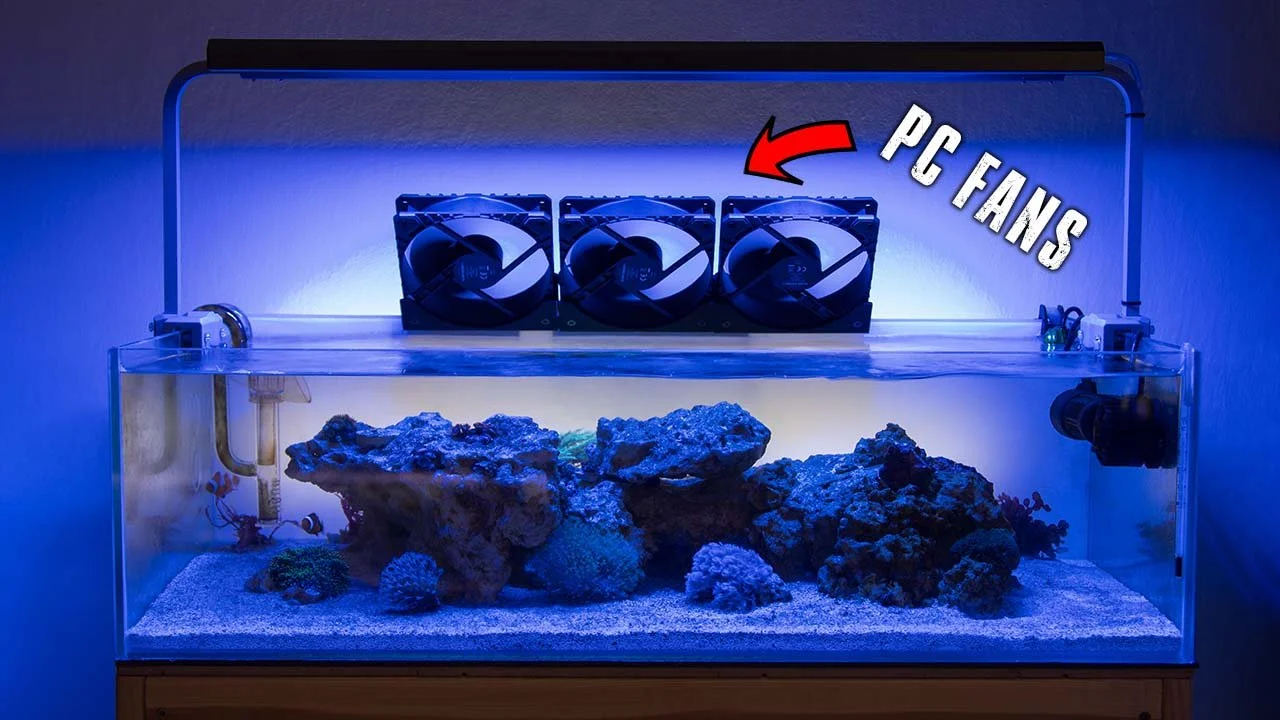 HOW TO KEEP YOUR AQUARIUM COOL DURING HEAT WAVES — Indoor Ecosystem