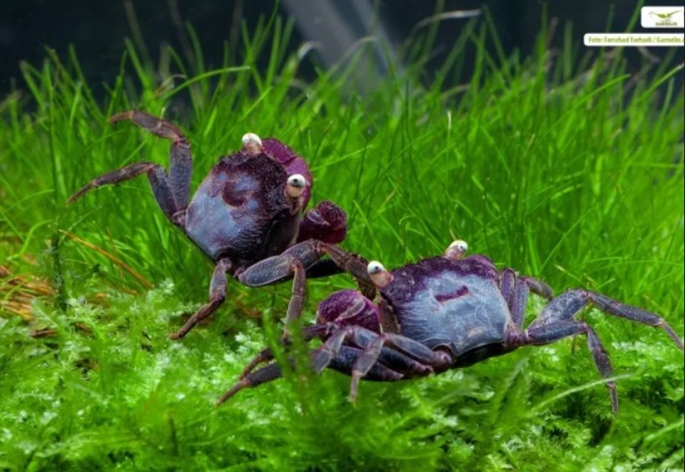 GEOSESARMA NODULIFERUM (Geosesarma Bogorensis) — Indoor Ecosystem