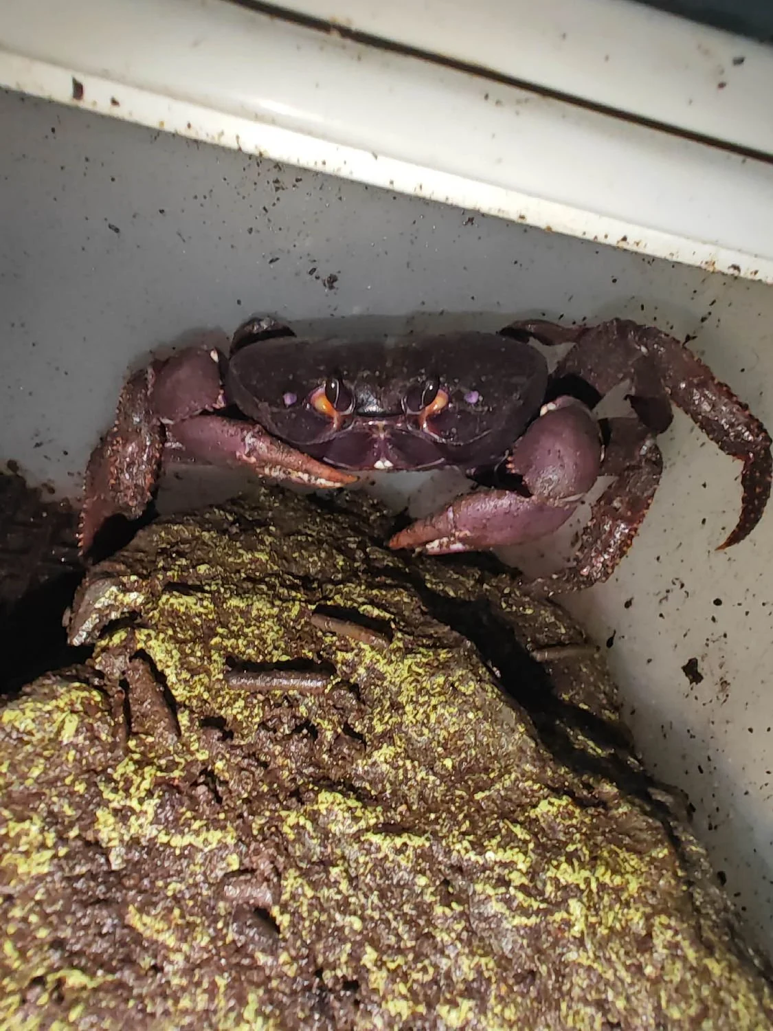 JOHNGARTHIA WEILERI 1.jpg