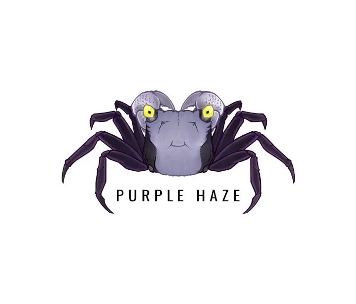 GEOSESARMA SP. PURPLE HAZE (BURICAK / GRAPHITE GREY)