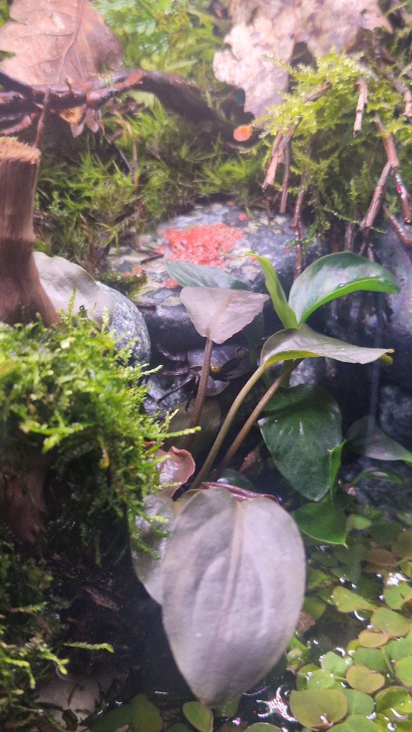 purple haze vampire crab paludarium