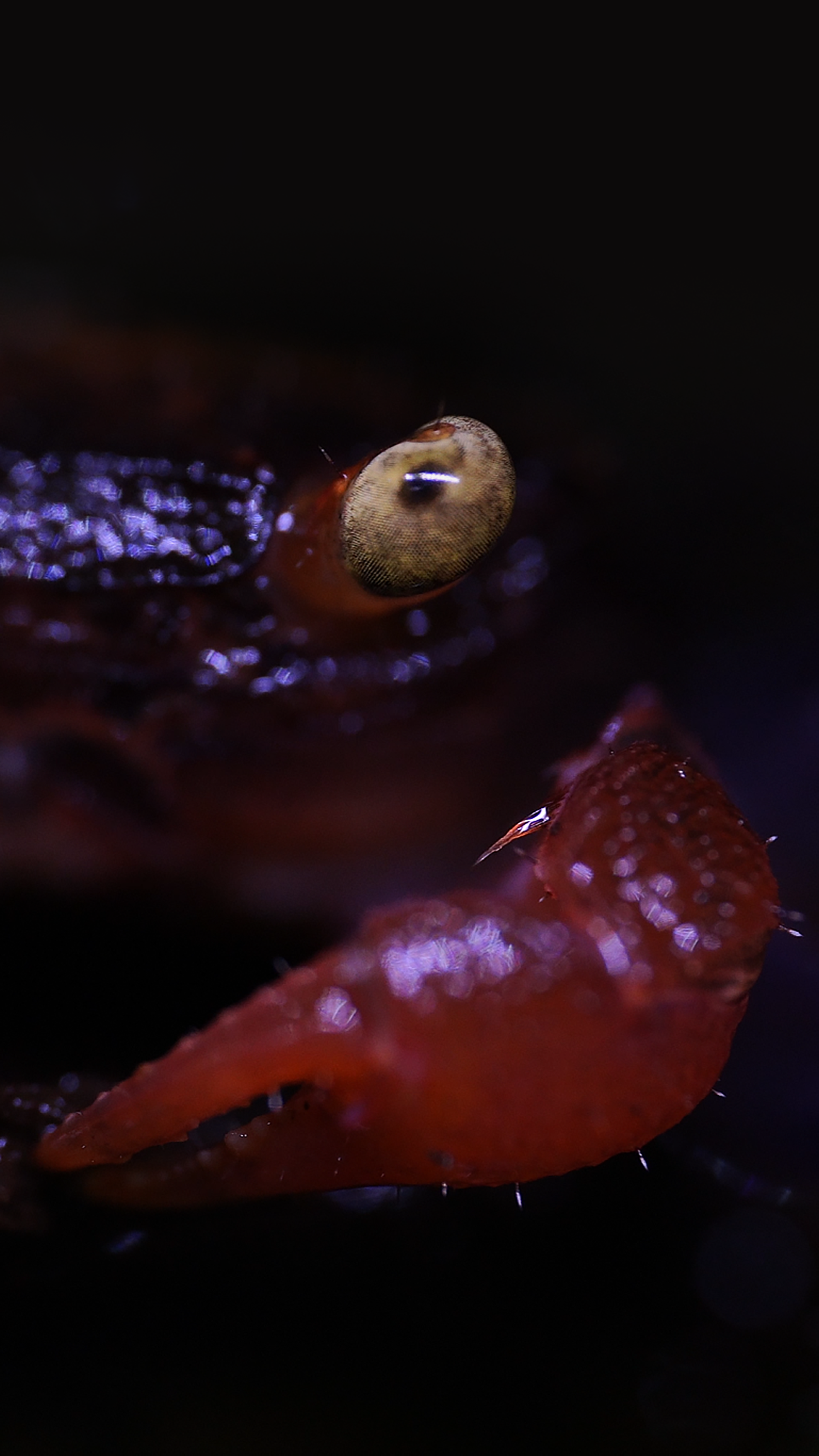 Close-up of a crab's eye and pincers against a dark background
