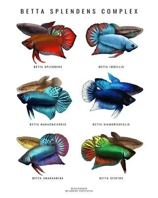BETTA SPLENDENS COMPLEX POSTER — Indoor Ecosystem