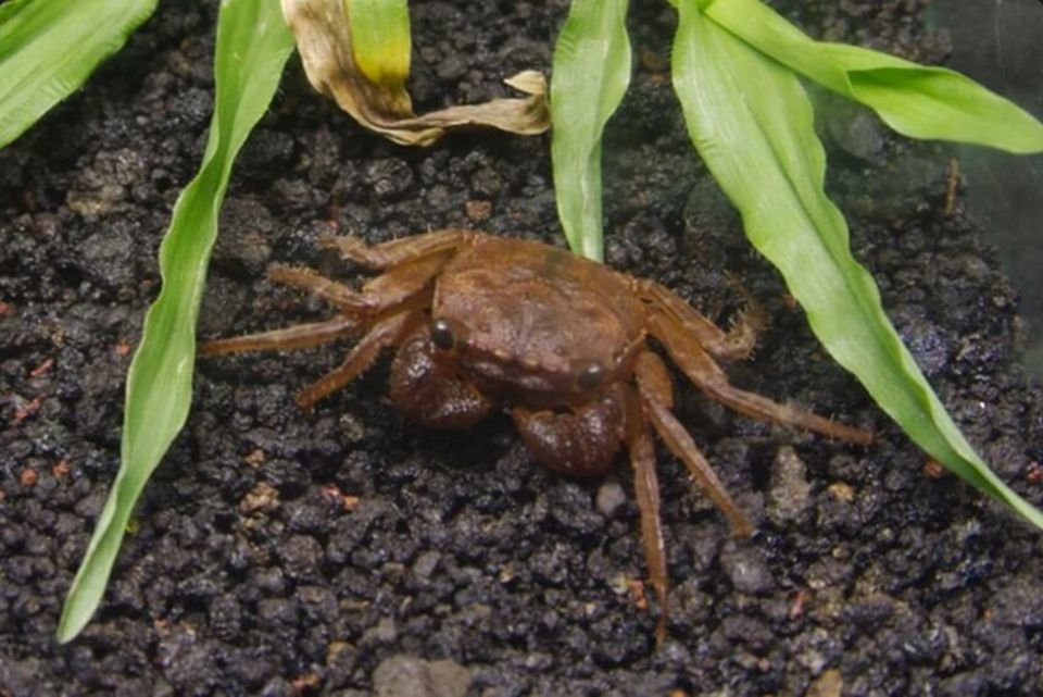 Geosesarma Types VAMPIRE CRAB SPECIES LIST (GEOSESARMA SPECIES) — Indoor Ecosystem