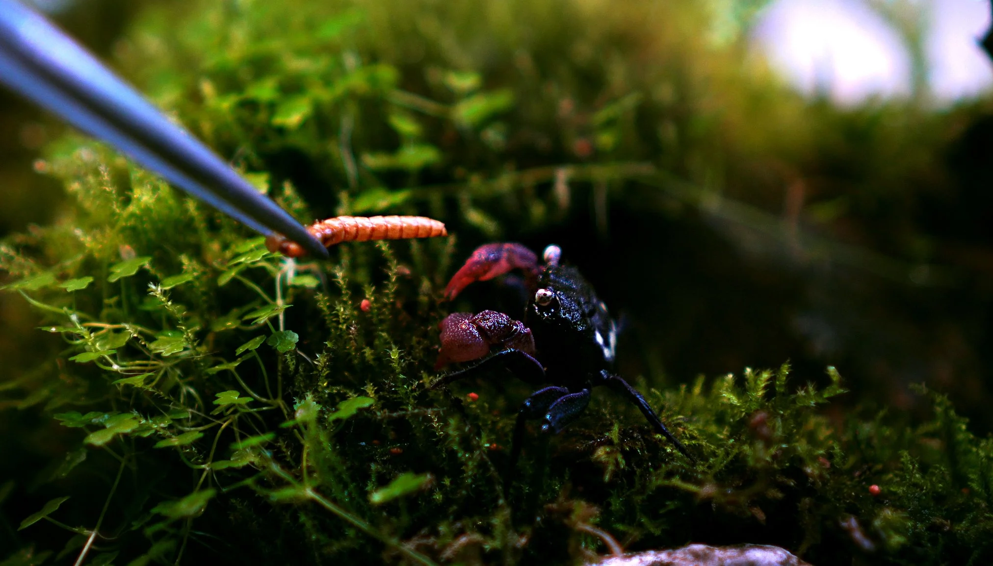 A small crab in a mossy environment being fed a worm with tweezers.