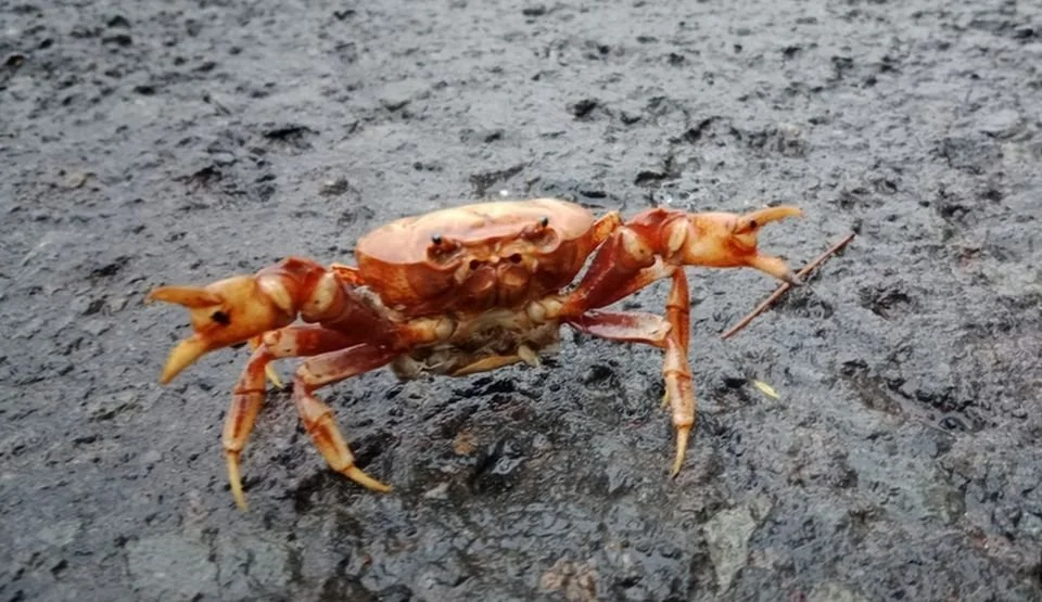 Terrathelphusa chilensis.jpg