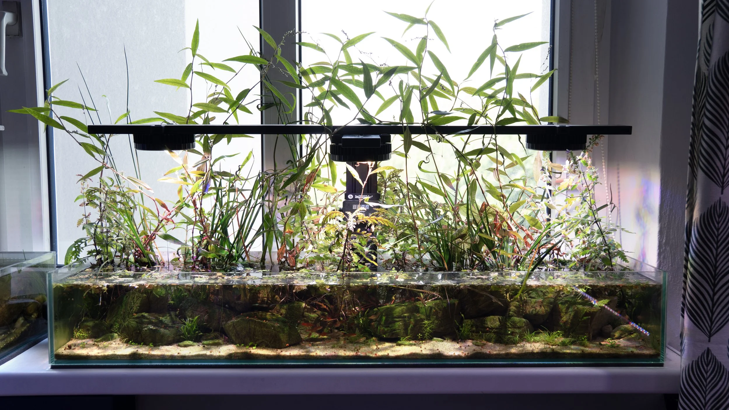 Dwarf Mexican Crayfish tank setup