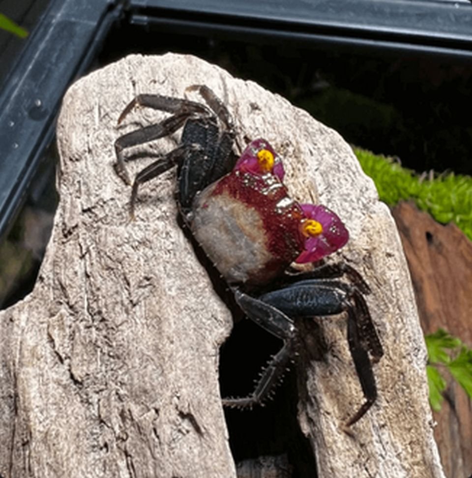 Geosesarma Types VAMPIRE CRAB SPECIES LIST (GEOSESARMA SPECIES) — Indoor Ecosystem