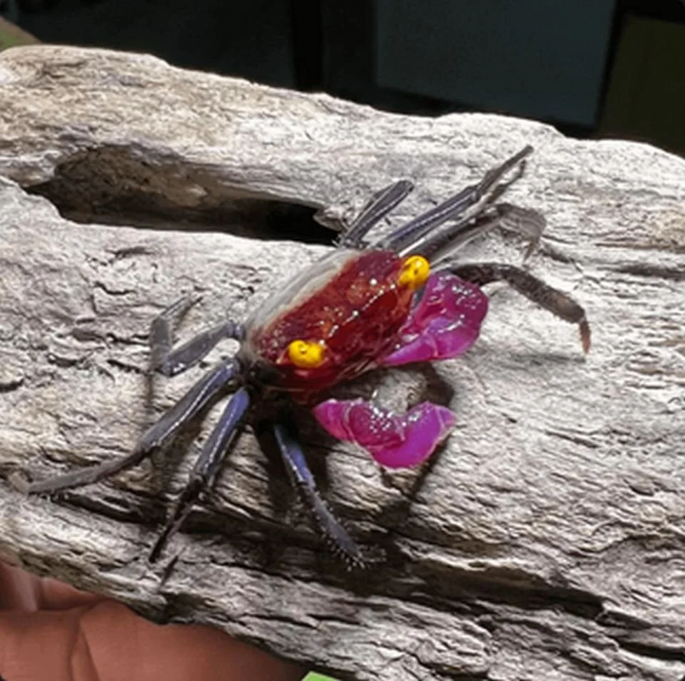Geosesarma Types VAMPIRE CRAB SPECIES LIST (GEOSESARMA SPECIES) — Indoor Ecosystem