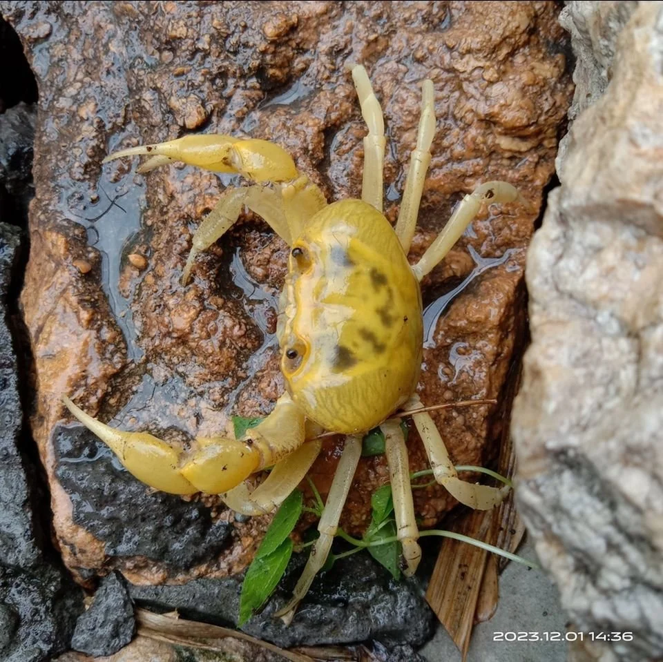 Terrathelphusa chilensis 1.jpg