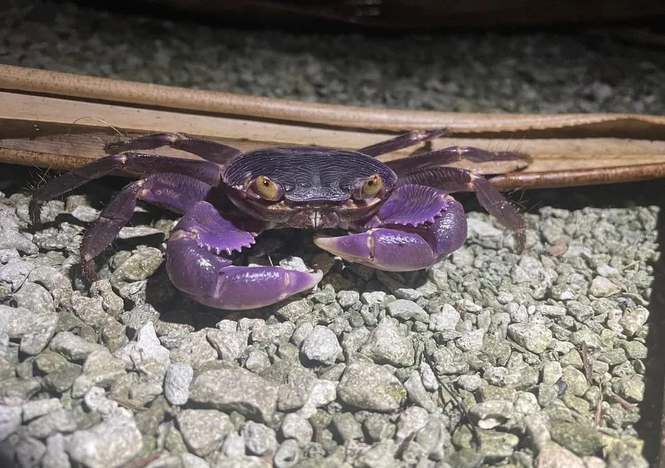 GEOGRAPSUS CARE GUIDE — Indoor Ecosystem