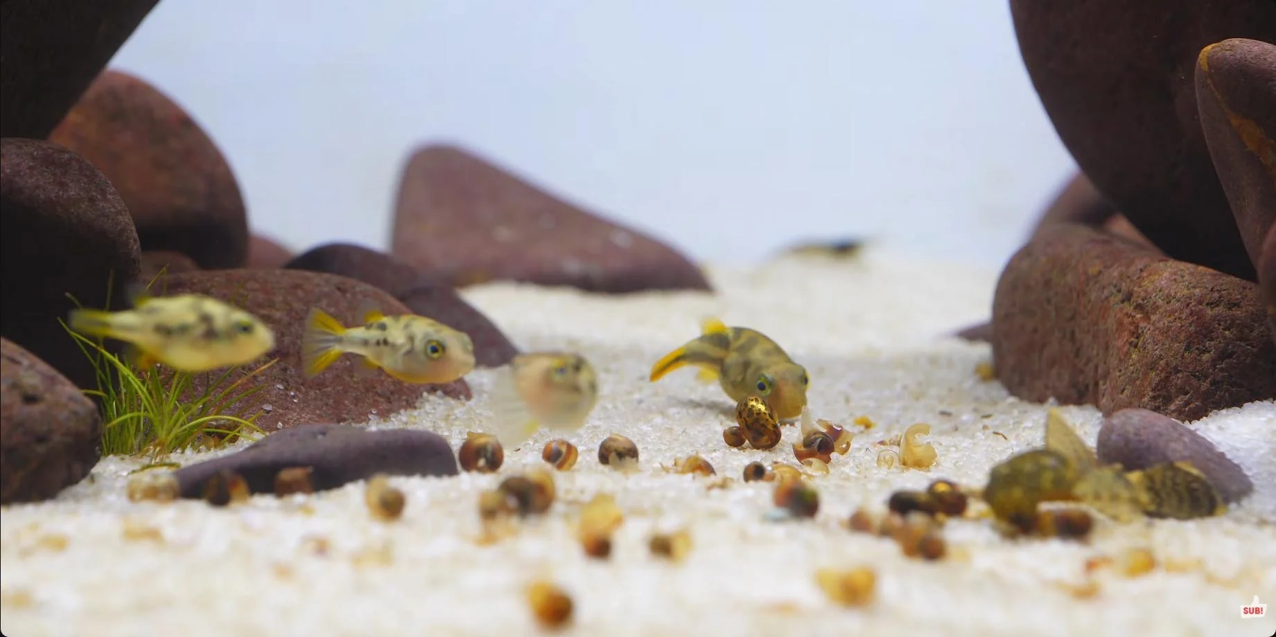how many pea puffers to keep in a tank