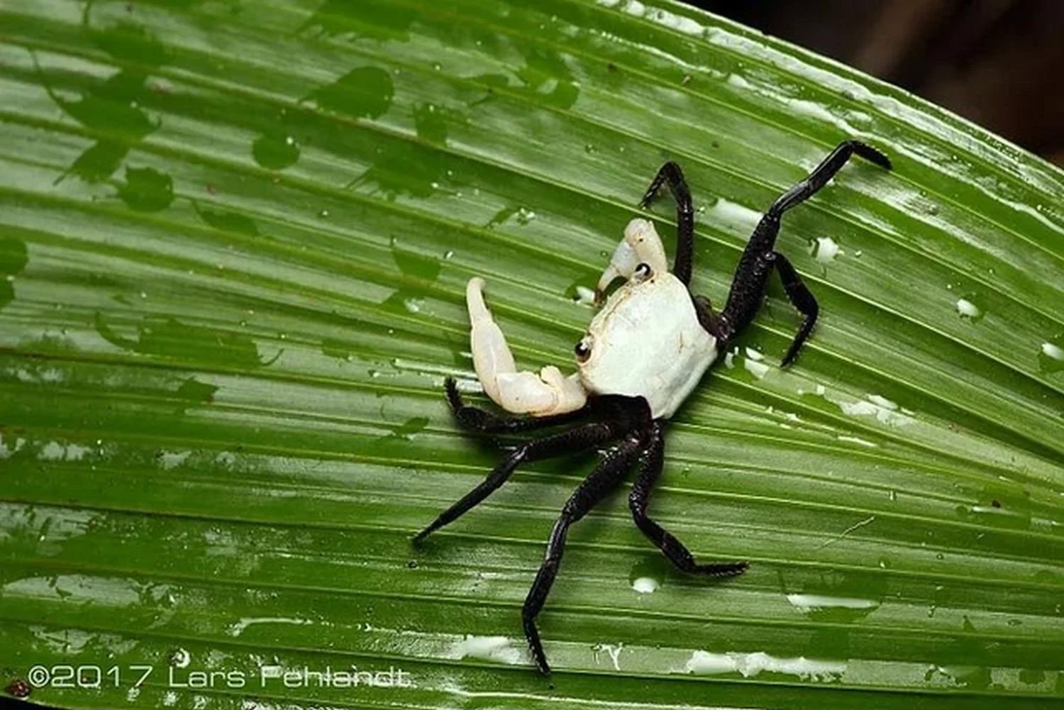 care for borneo crabs