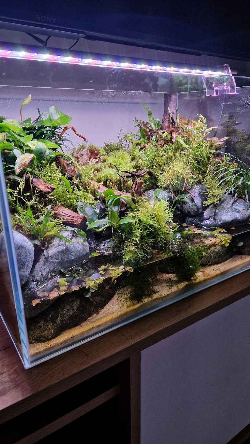 grey vampire crabs.jpg