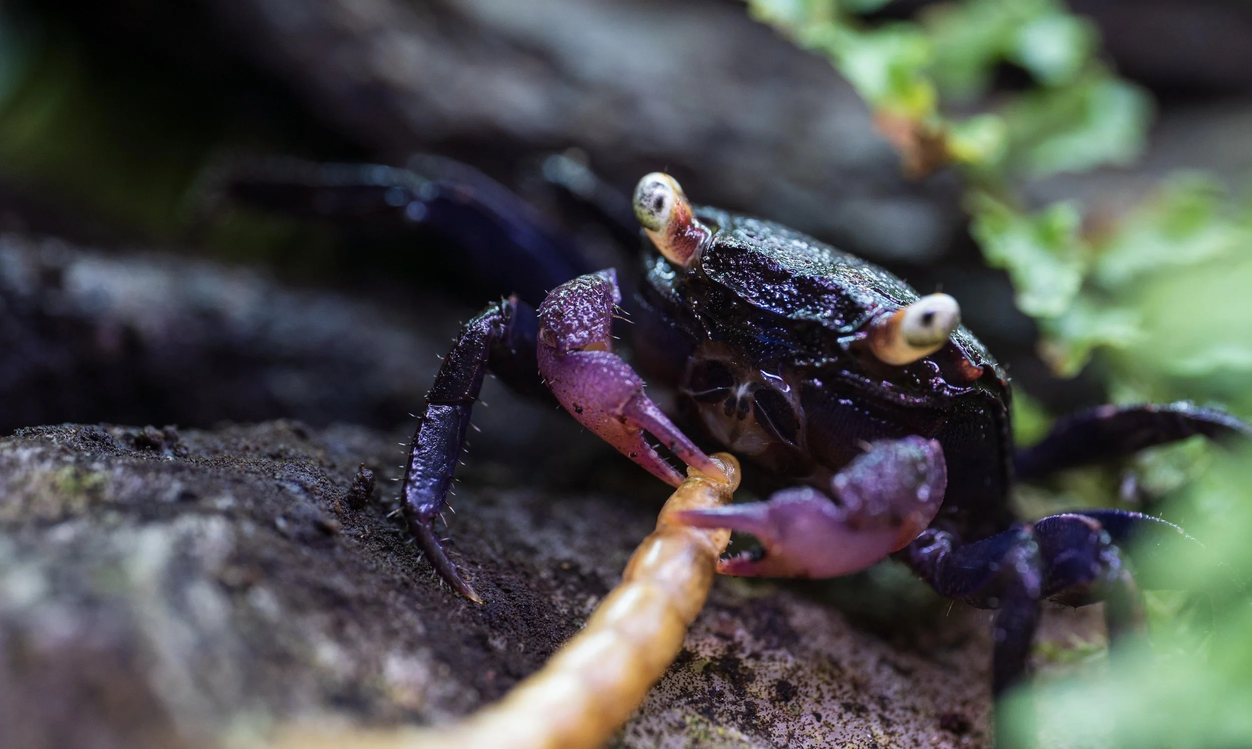 How to Get Vampire Crabs to Eat
