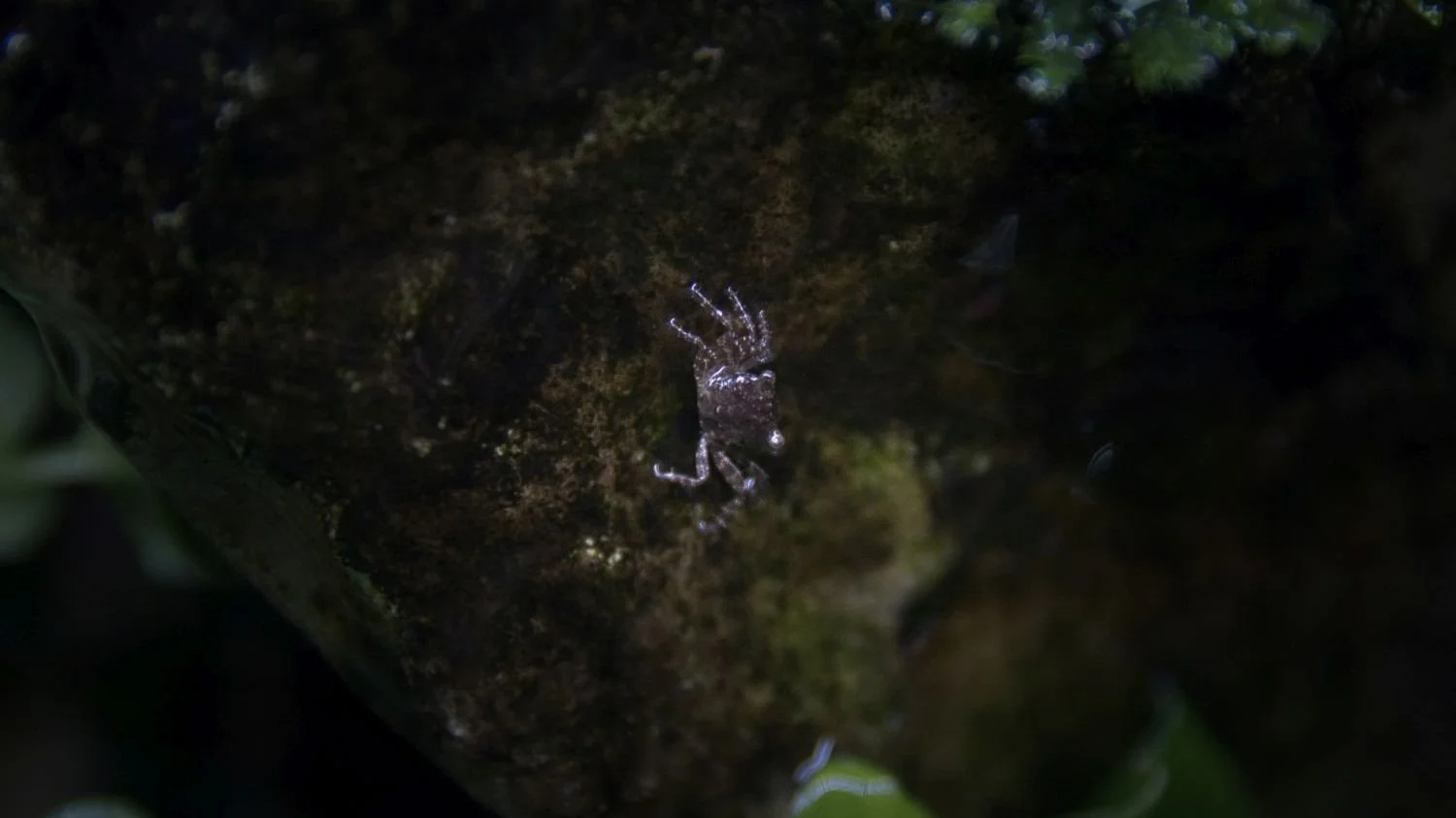 baby disco vampire crabs