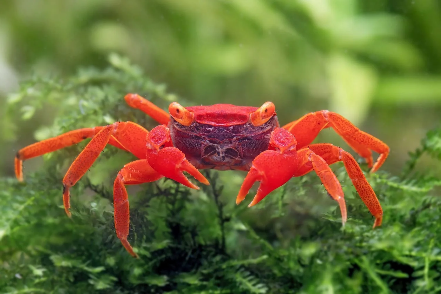 VAMPIRE CRAB SPECIES LIST (GEOSESARMA SPECIES) — Indoor Ecosystem