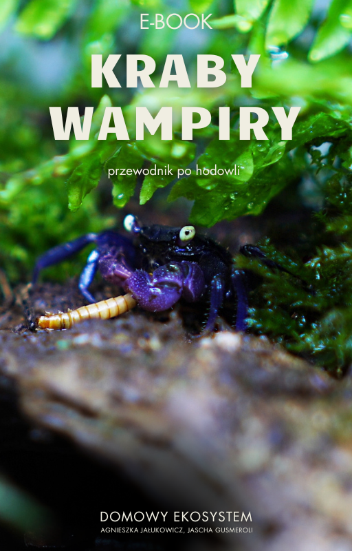 Geosesarma Pdf GEOSESARMA KRABY WAMPIRY WSZYSTKO, CO MUSISZ O NICH WIEDZIEĆ — Indoor ...