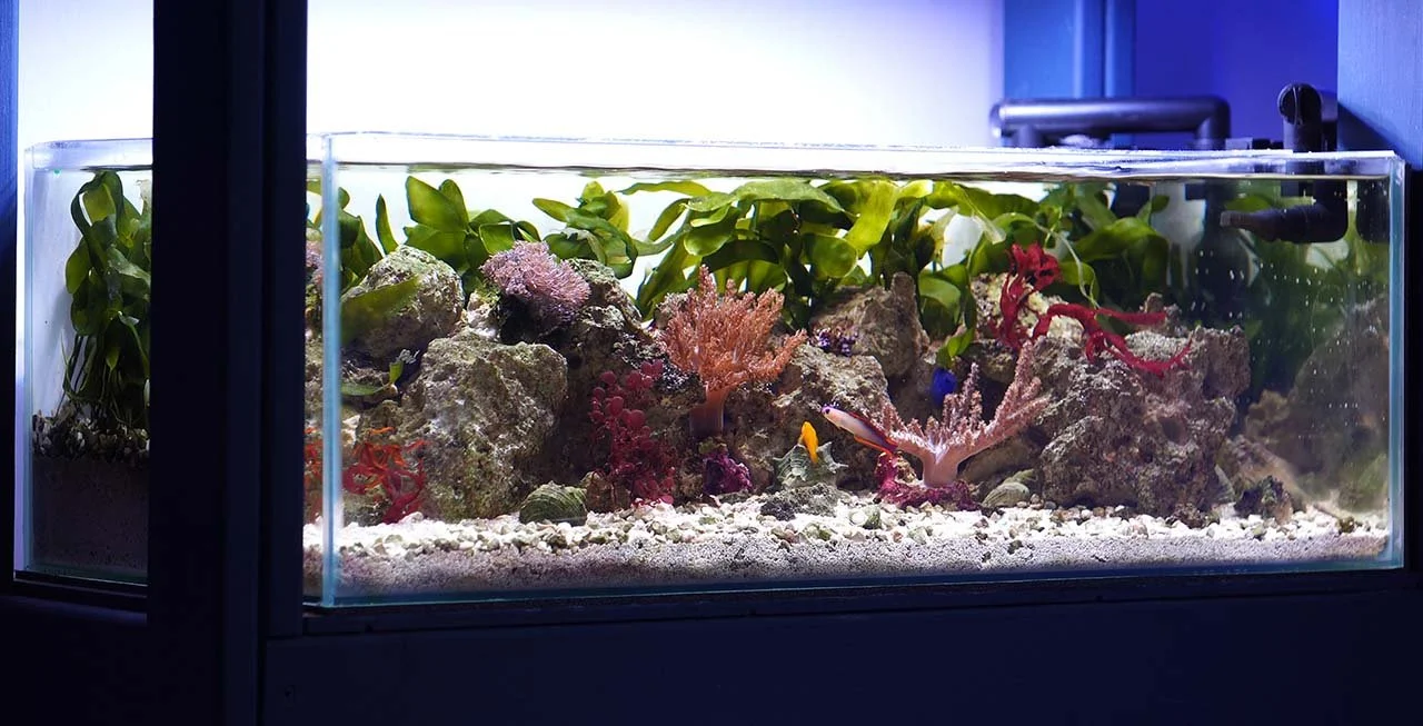 What kind of tank to keep sexy shrimp