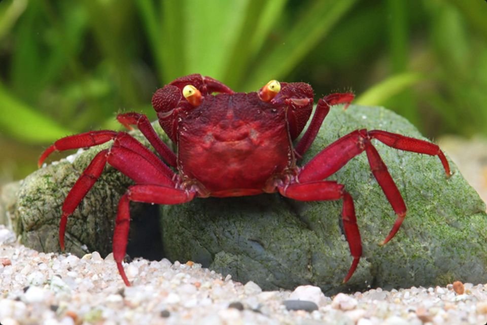 Geosesarma Types VAMPIRE CRAB SPECIES LIST (GEOSESARMA SPECIES) — Indoor Ecosystem