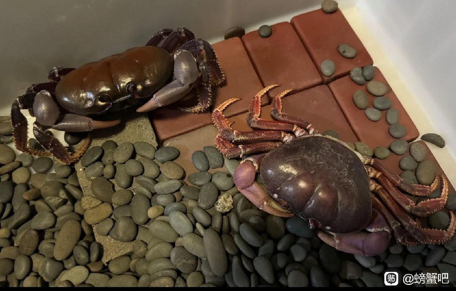 JOHNGARTHIA WEILERI 9.jpg