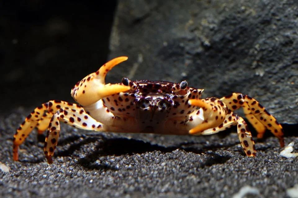 Parathelphusa Pantherina 3.jpg