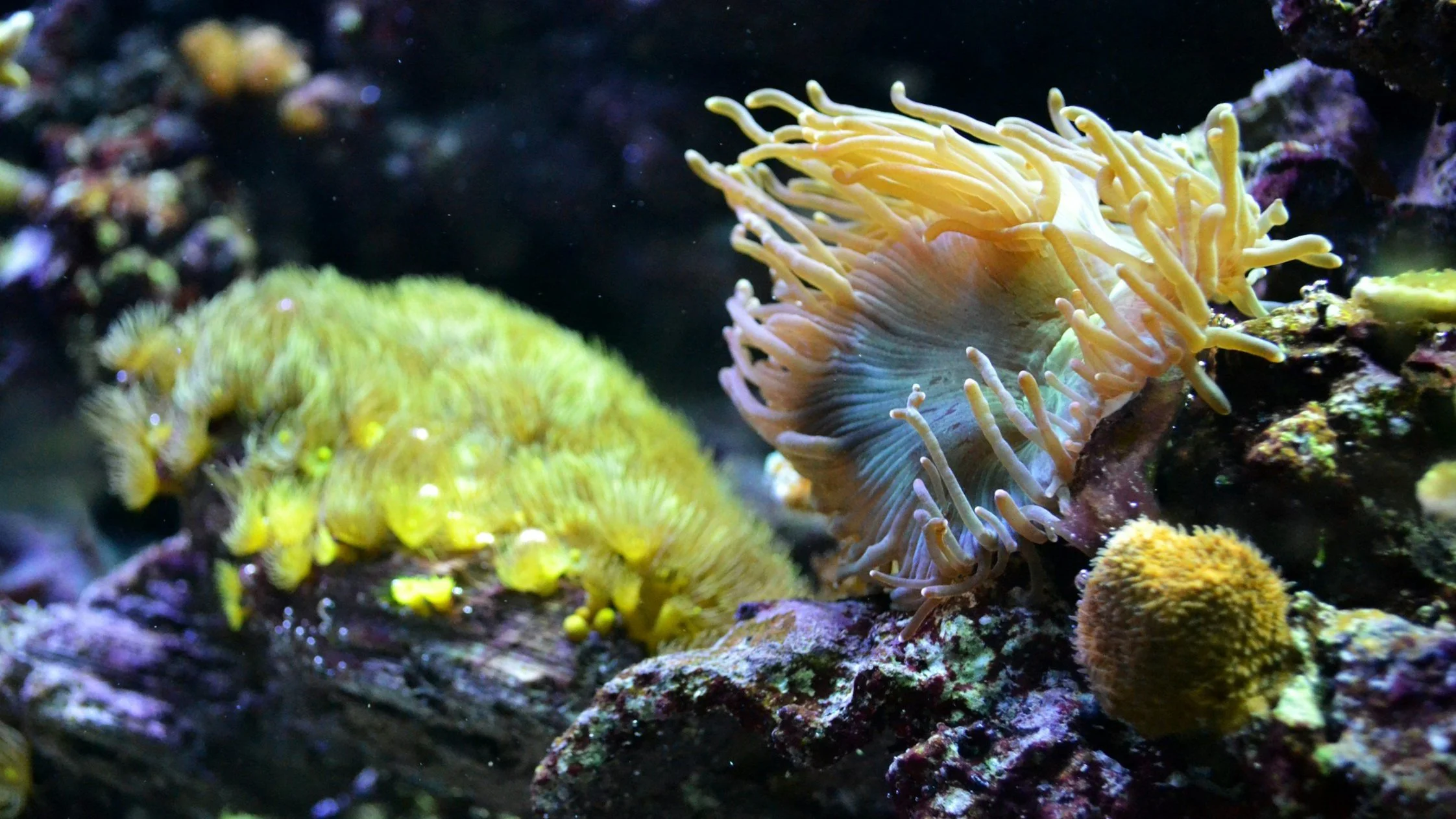 HELP! CORALS ARE DYING! UNDERSTANDING WHY YOUR REEF TANK IS FAILING AND
