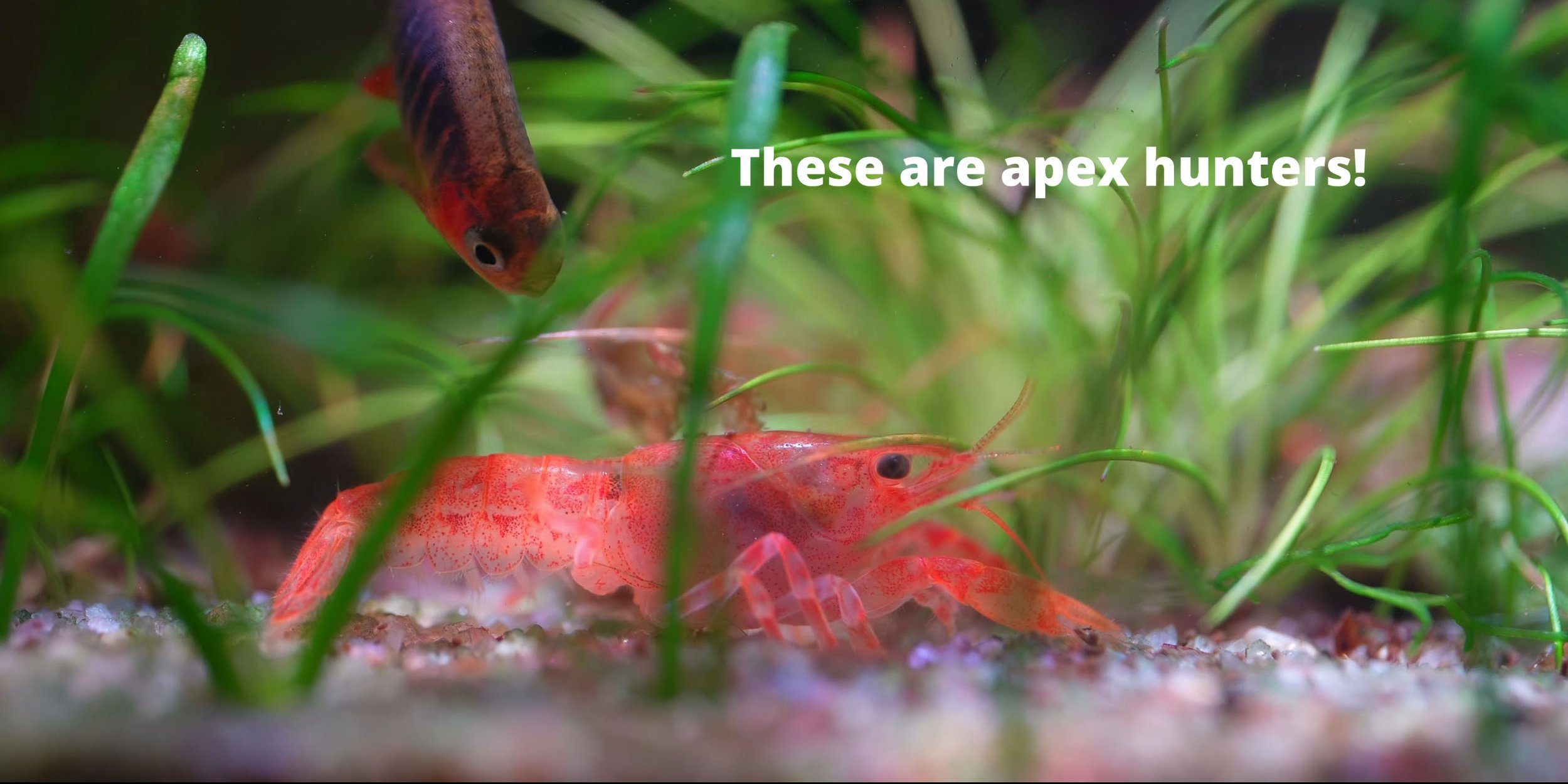 complete dwarf crayfish care guide