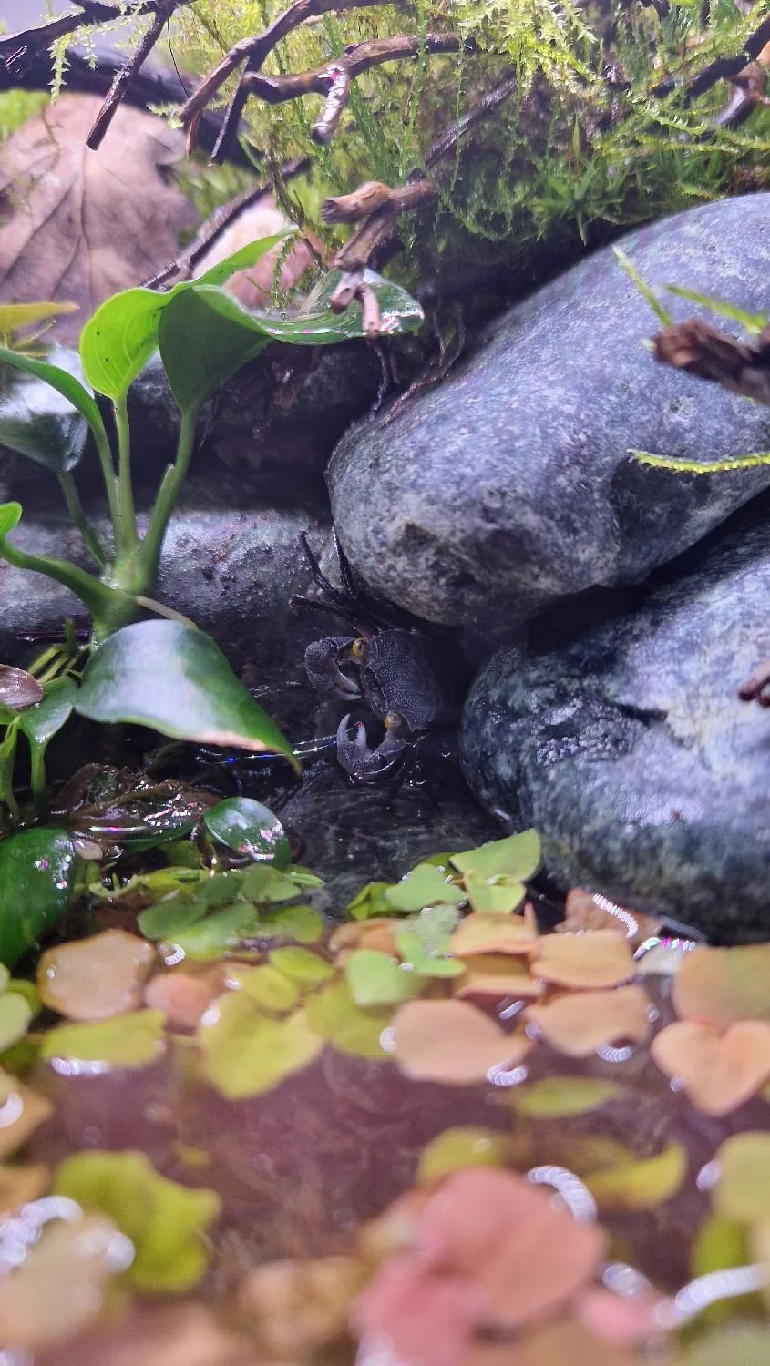 purple haze vampire crab.jpg