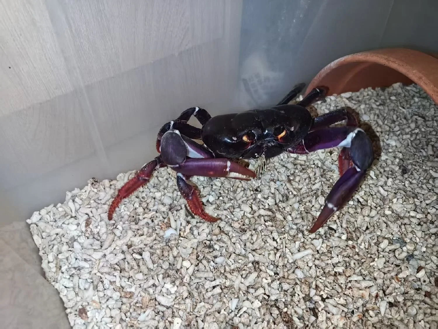 JOHNGARTHIA WEILERI 10.jpg