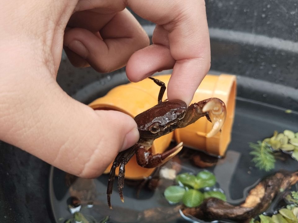 SUNDATHELPHUSA PHILIPPINA (1).jpg