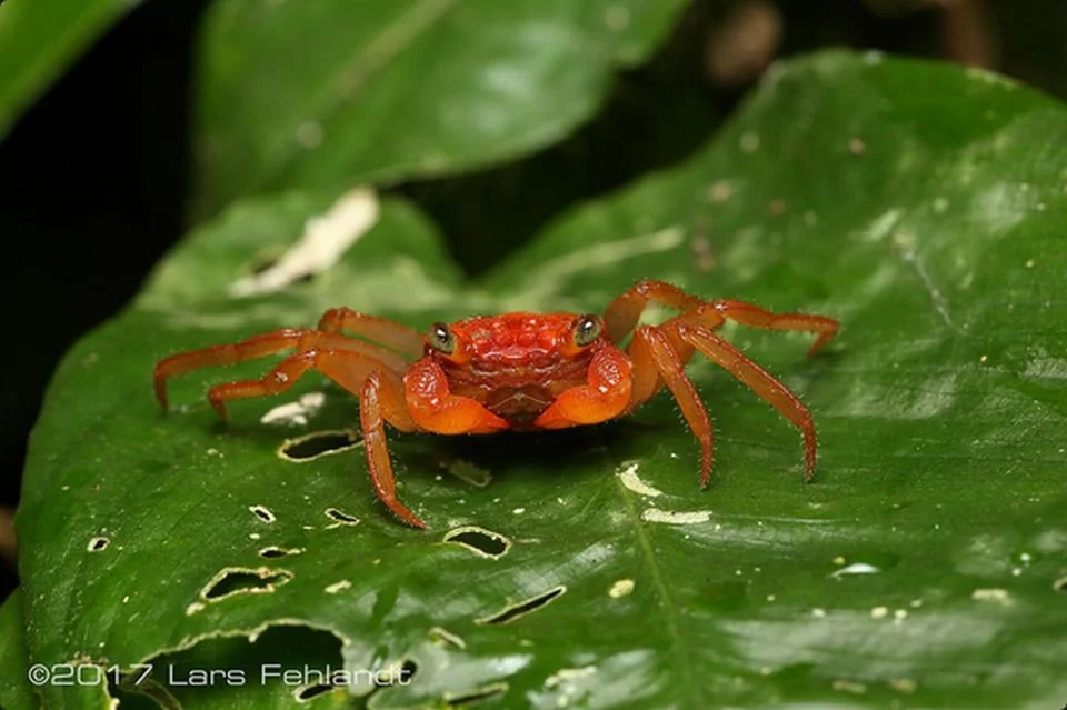 VAMPIRE CRAB SPECIES LIST (GEOSESARMA SPECIES) — Indoor Ecosystem