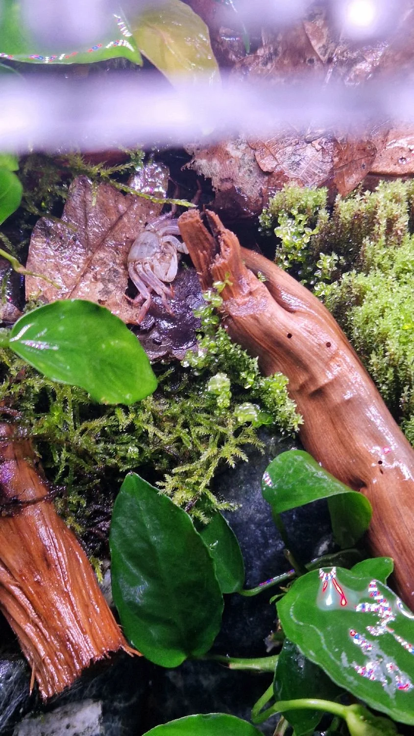 Geosesarma purple haze molt on land