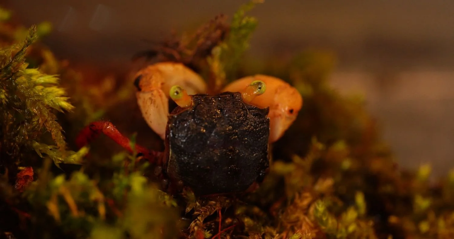 GEOSESARMA NOTOPHORUM (WHITE MANDARIN VAMPIRE CRAB) — Indoor Ecosystem