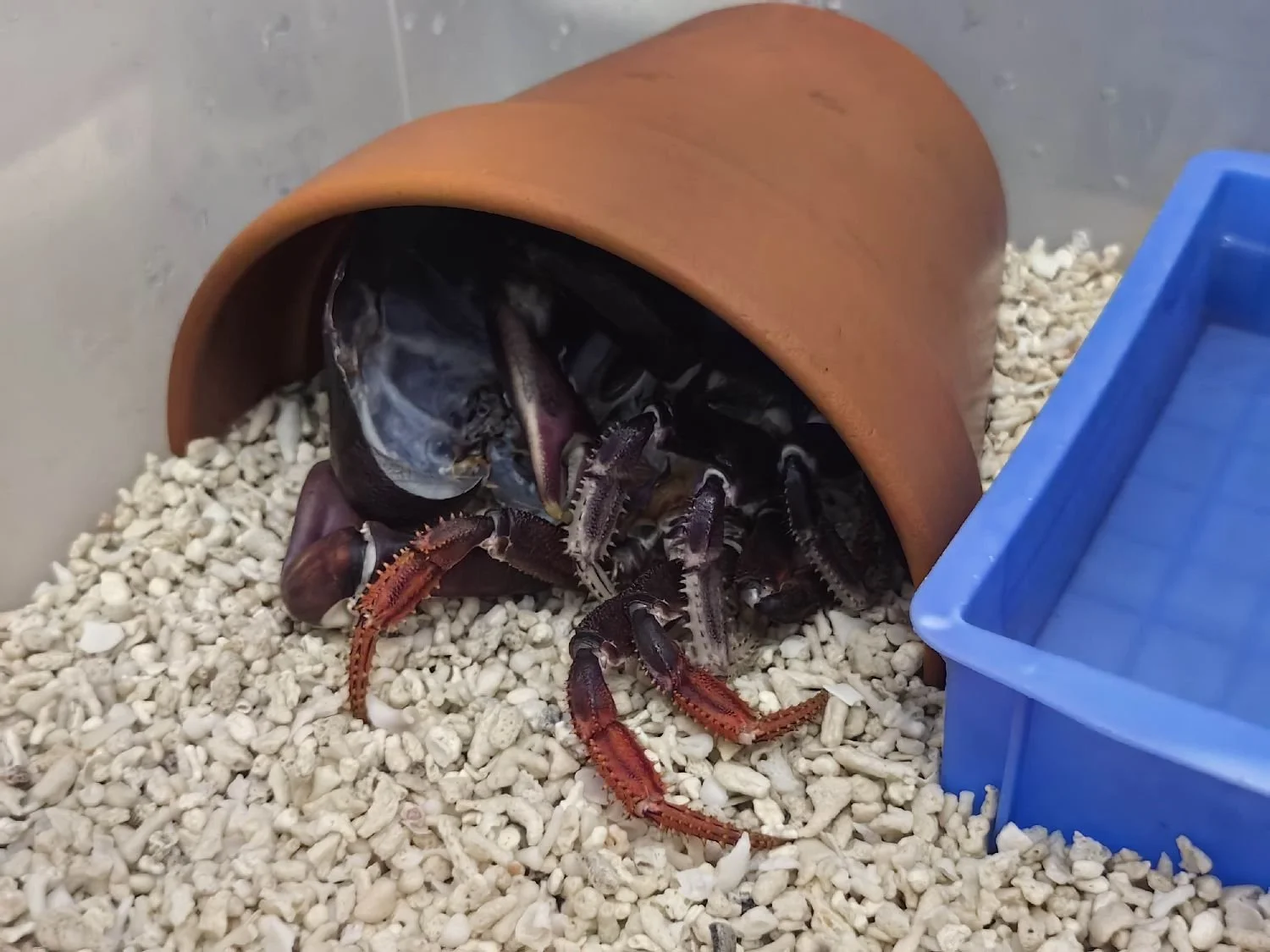 JOHNGARTHIA WEILERI.jpg