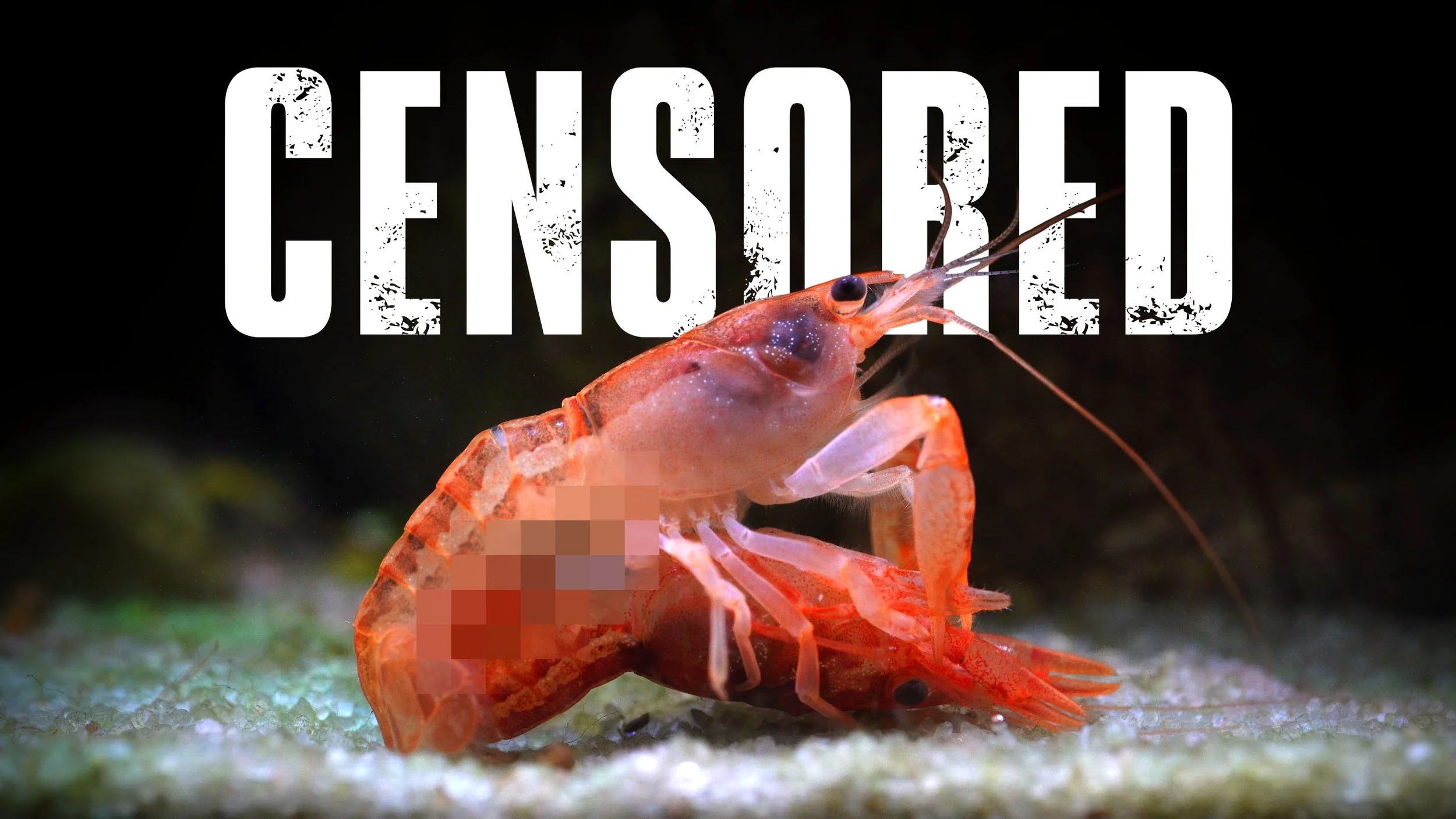 How to Keep and Breed Dwarf Mexican Crayfish (CPOs)
