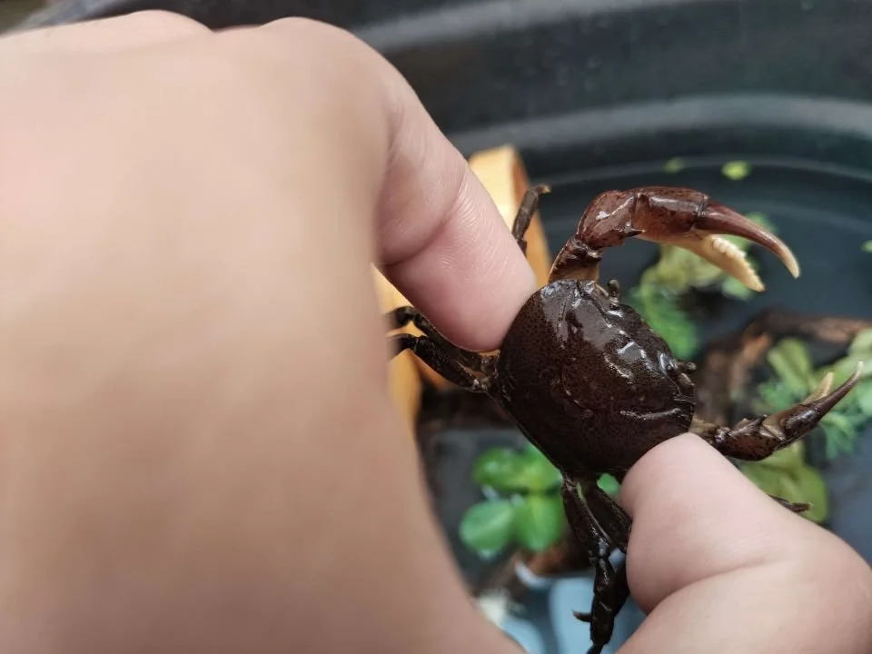 SUNDATHELPHUSA PHILIPPINA (3).jpg