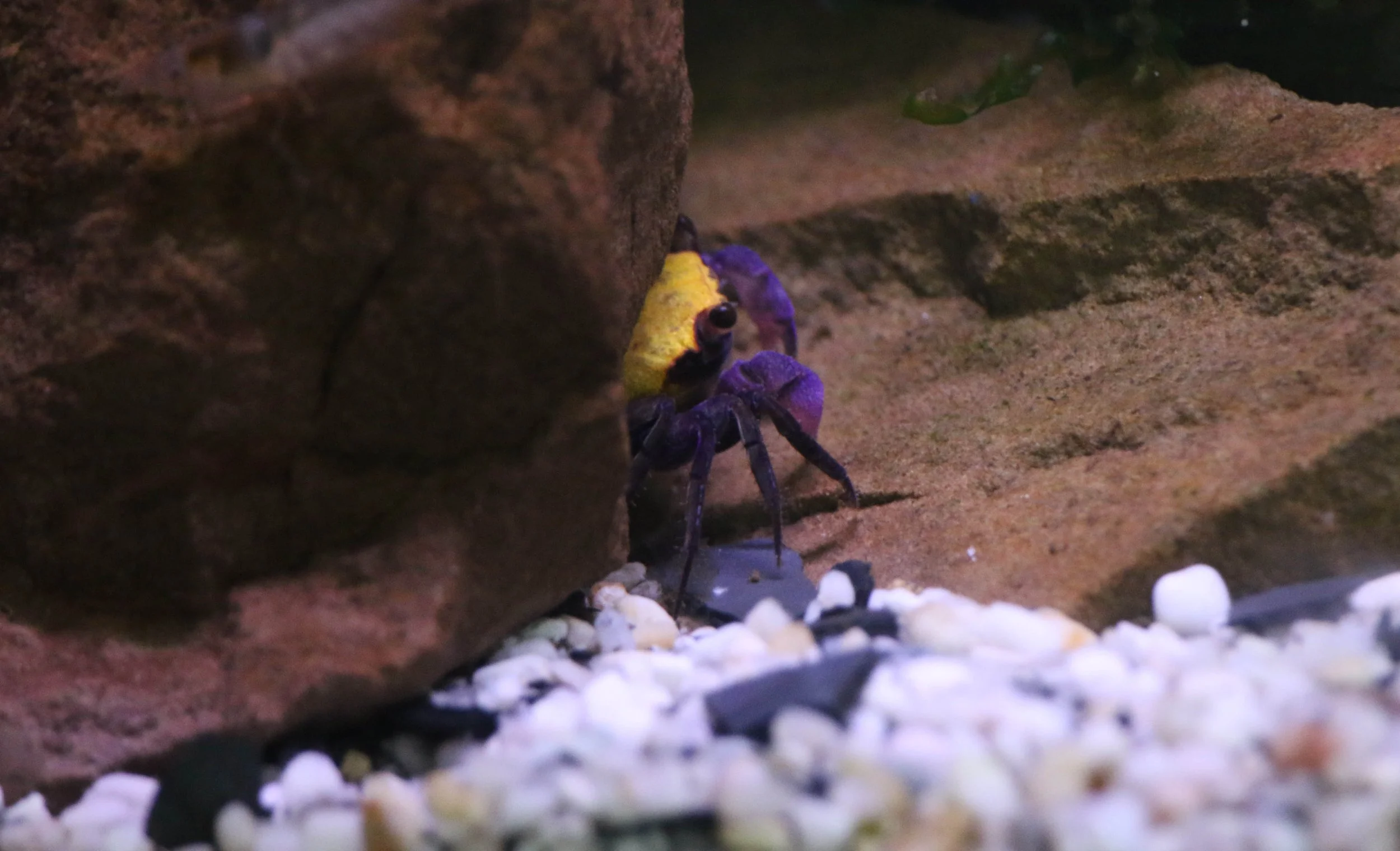 Geosesarma sp banana (2).JPG