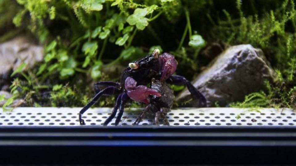 Geosesarma Types VAMPIRE CRAB SPECIES LIST (GEOSESARMA SPECIES) — Indoor Ecosystem